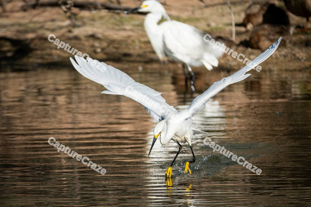 Egret Bird
